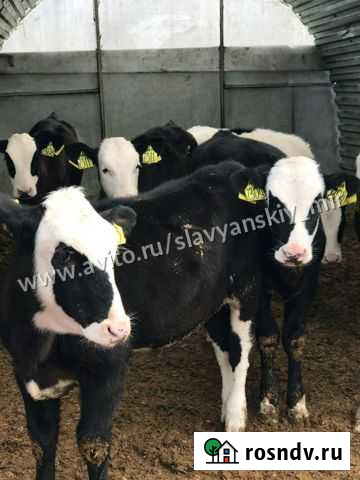 Бычки Батайск - изображение 1