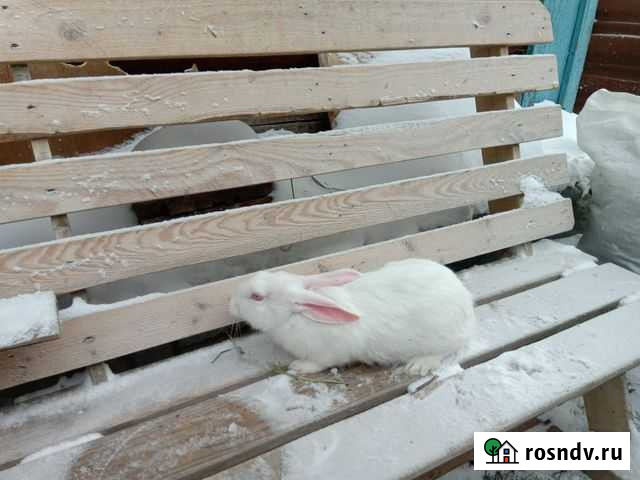 Белый великан Новосибирск - изображение 1