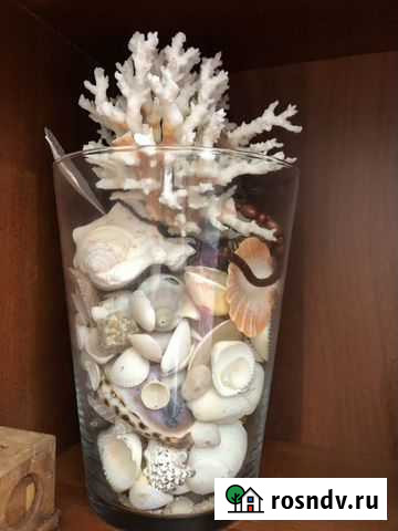 Ракушки Красноярск - изображение 1