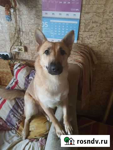 Платный выгул собак Нефтеюганск - изображение 1