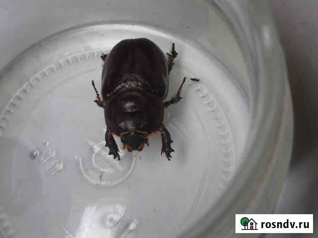 Жук Ухта - изображение 1