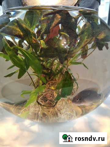 Аквариум с крышкой и подсветкой Ярославль - изображение 1