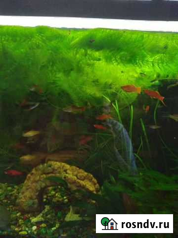 Аквариумное растение Киров - изображение 1