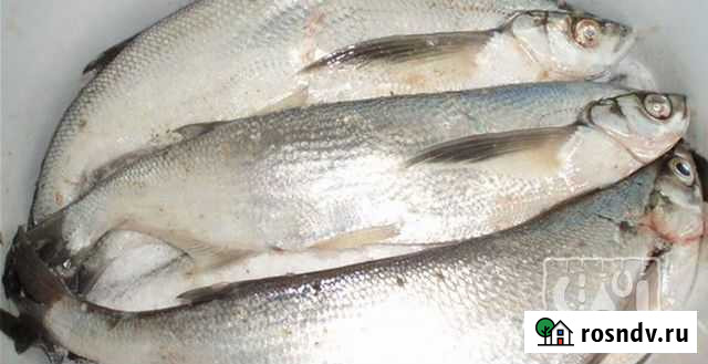 Вяленая чехонь Астрахань - изображение 1