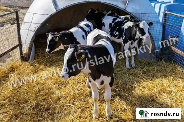 Телята бычки мясные Новохоперск - изображение 1