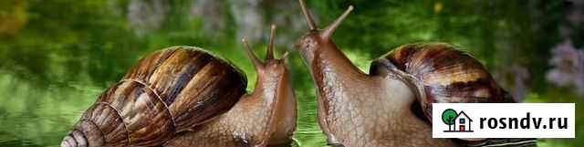 Улиточки годовалые Астрахань - изображение 1