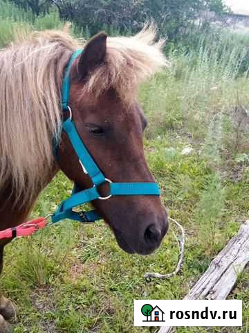 Пони кобыла и жеребец Орск - изображение 1