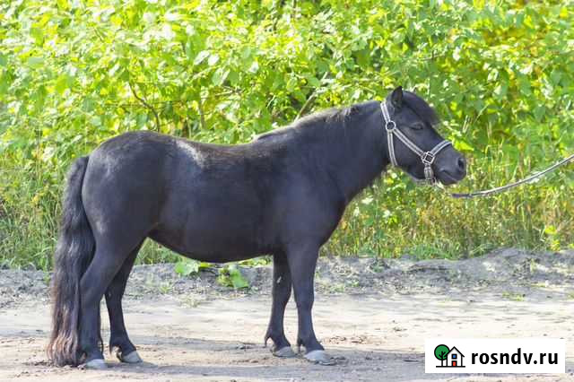 Пони кобылы Ульяновск - изображение 1