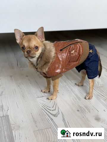Одежда для собак. чихуахуа, йоркширский терьер Ижевск - изображение 1