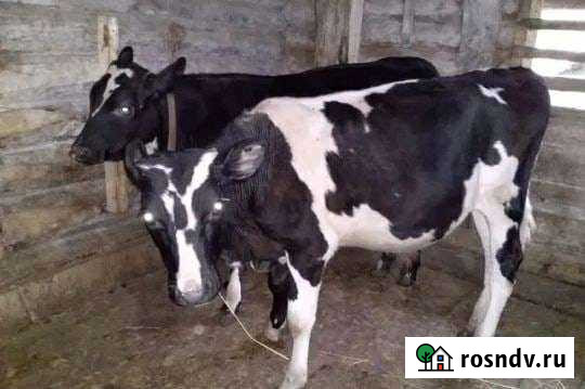 Телята Бакалы - изображение 1