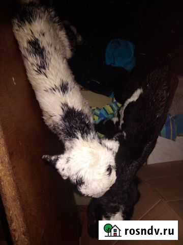 Козлик и козочка нубийские Омск - изображение 1