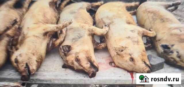 Домашняя свинина Анапа - изображение 1