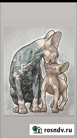 Канадский сфинкс для вязки Воронеж - изображение 1