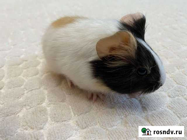 Морские свинки Набережные Челны - изображение 1