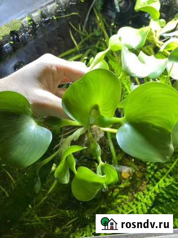 Водный гиацинт для аквариума Новокузнецк - изображение 1