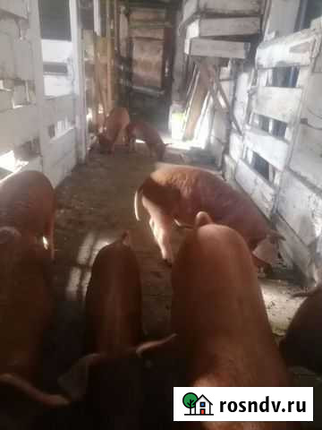 Дюрок Назарово - изображение 1