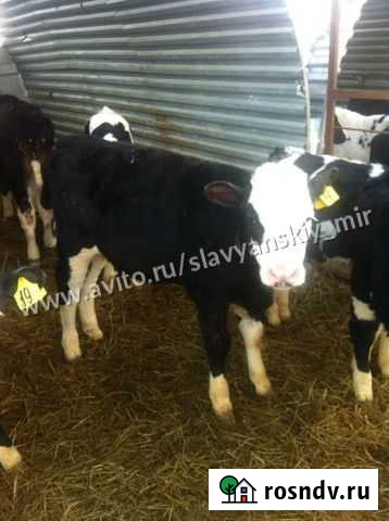 Телята бычки мясные Богучар - изображение 1