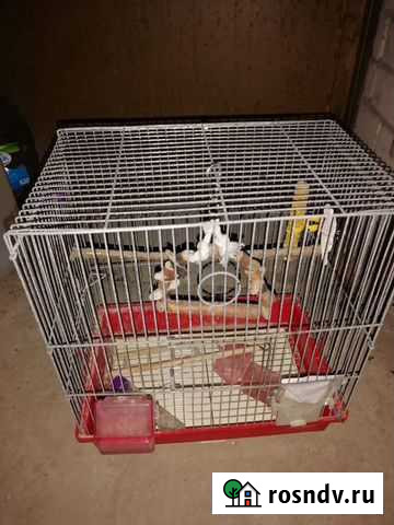 Клетка Рязань - изображение 1