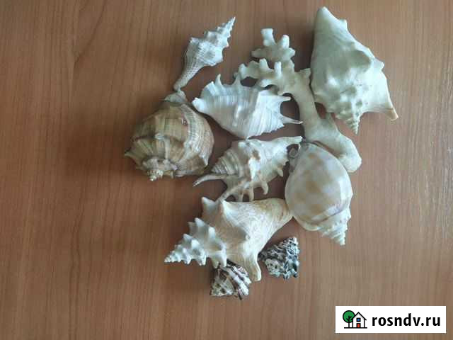 Ракушки Арзамас - изображение 1