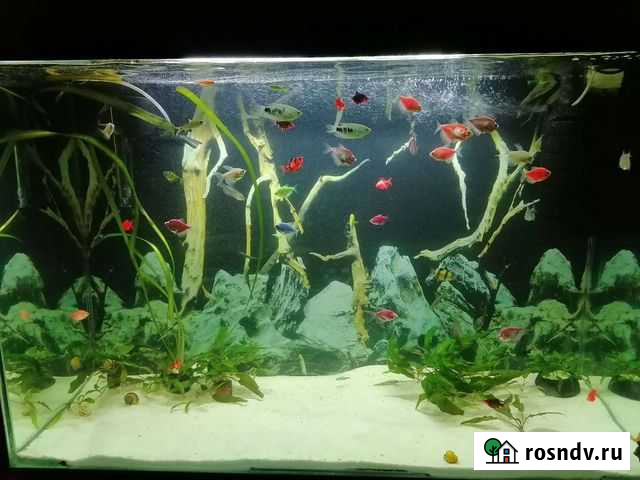 Барбус и тернеция Волгоград - изображение 1