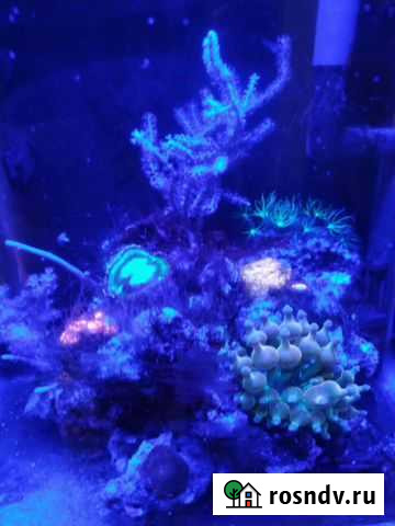 Морской мини-аквариум Гайдук - изображение 1