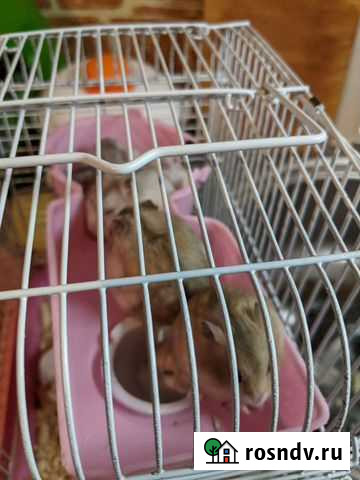 Сирийский хомяк бесплатно Таганрог - изображение 1