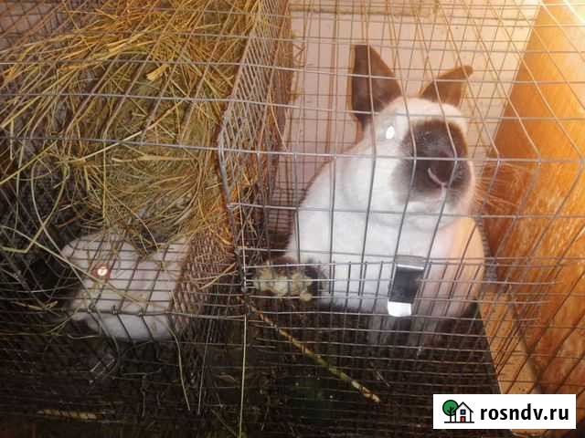 Кролик Улан-Удэ - изображение 1