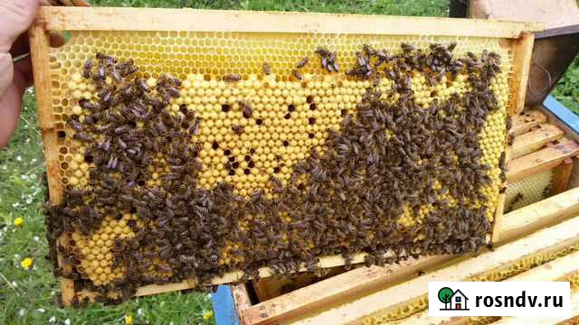 Гемогенат трутневый Черняховск - изображение 1