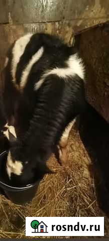 Телка Деденево - изображение 1