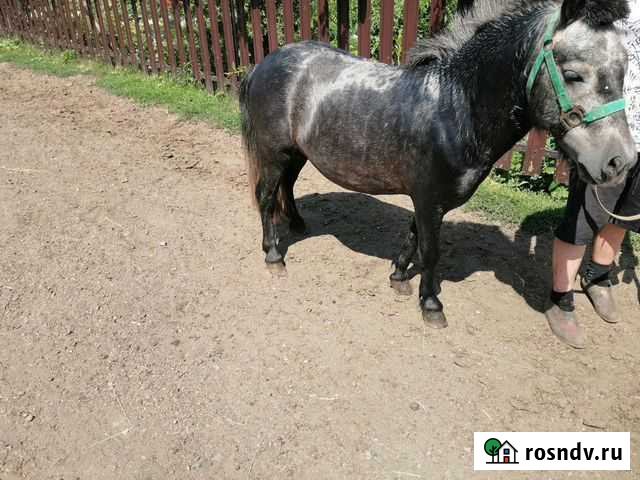 Жеребец пони Алексеевское - изображение 1