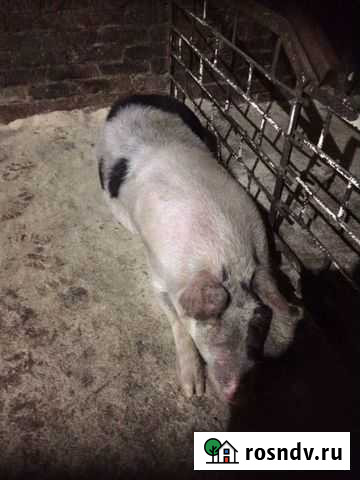 Хряк Ижевск - изображение 1