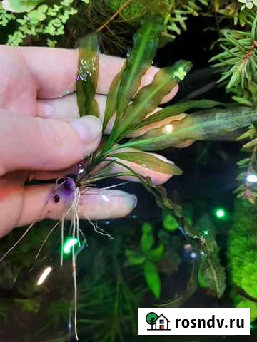 Апоногетон живородящий Новокузнецк - изображение 1