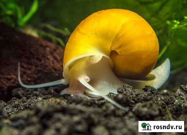 Улитки аквариумные Прокопьевск - изображение 1