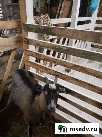 Козы Благовещенск - изображение 1