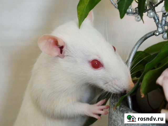 Крыса Саратов - изображение 1