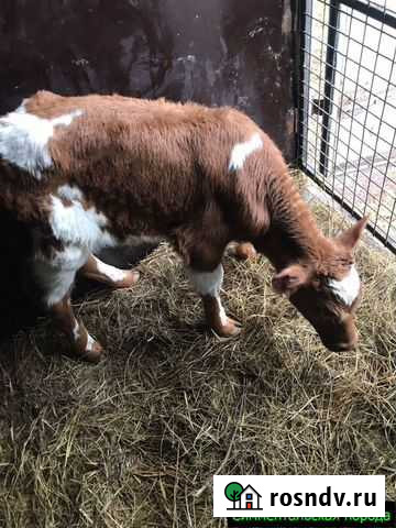 Телята, бычки от частной фермы Хотынец - изображение 1