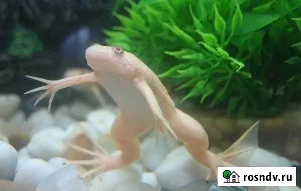 Шпорцевая лягушка Астрахань - изображение 1