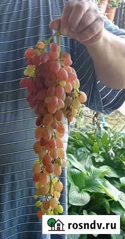 Домашний виноградный сок Кропоткин - изображение 1