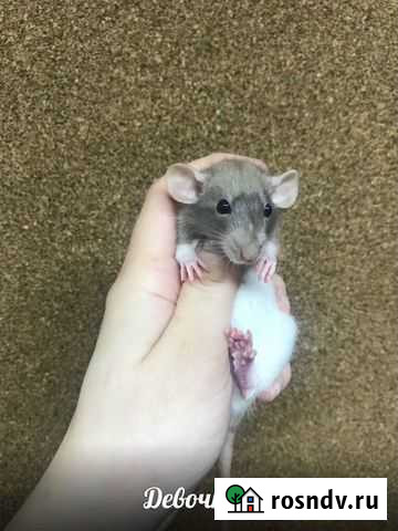 Крысята девочки Сергиев Посад - изображение 1