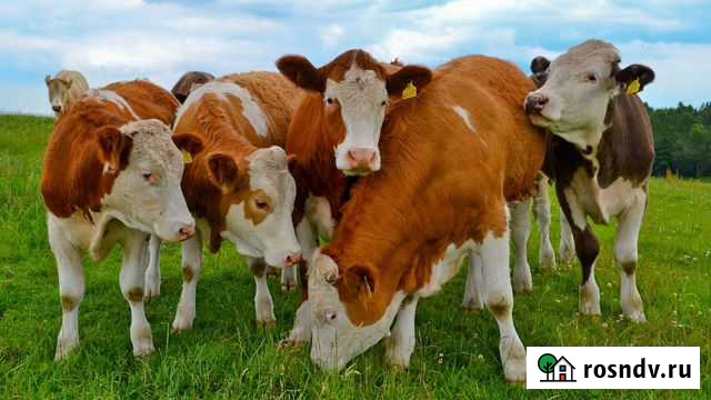 Крс на убой (коровы, телки, бычки, выбраковка) Черепаново - изображение 1