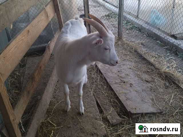 Козлик на мясо Краснодар - изображение 1