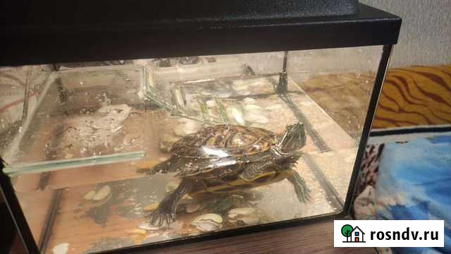 Черепаха Сыктывкар - изображение 1