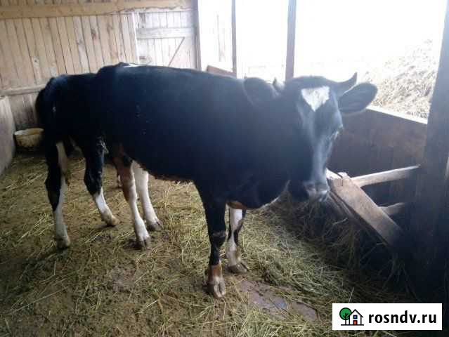 Продам телку Билимбай - изображение 1