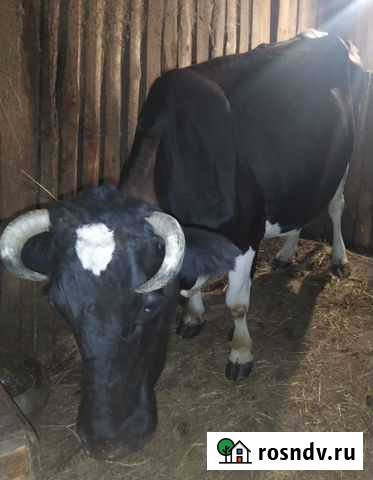 Корова Сапожок - изображение 1