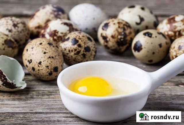 Яйца перепелиные Кстово - изображение 1