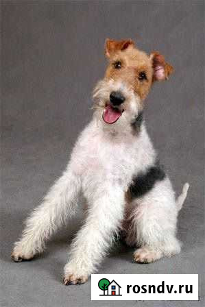 Кобель жесткошерстного фокстерьера для вязки Оренбург - изображение 1