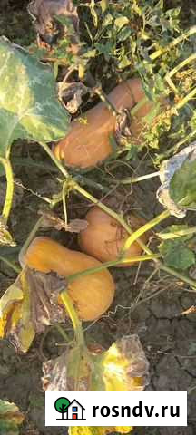 Тыква оптом Дербент - изображение 1