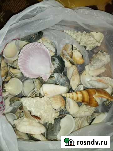 Ракушка пакетом Казань - изображение 1