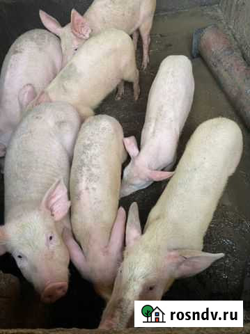 Поросята Братск - изображение 1