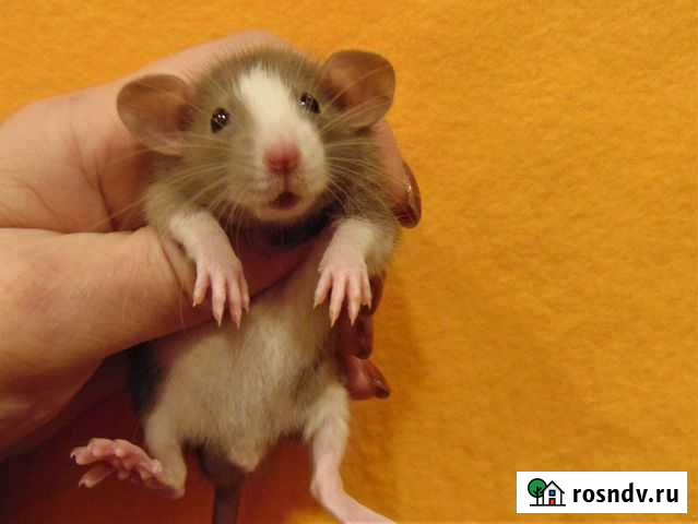 Мультяшные крысята дамбо редких окрасов, клетки Санкт-Петербург - изображение 1